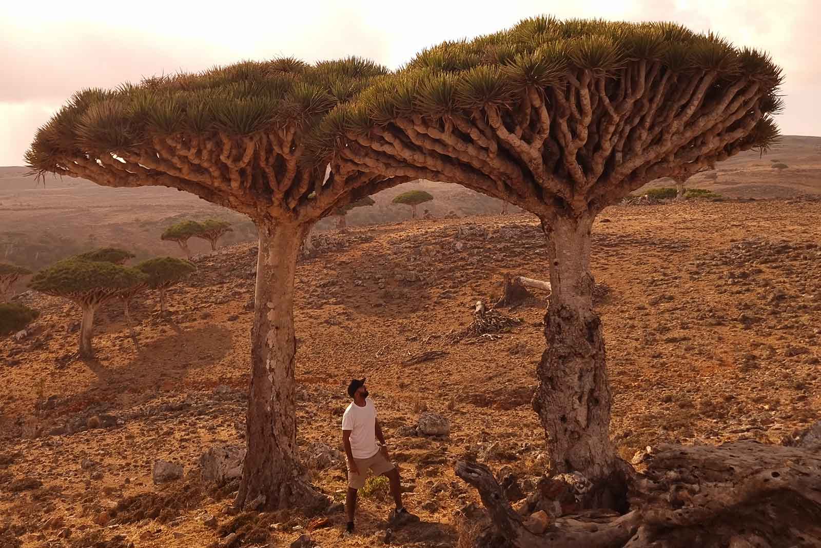 Photo from the Hello Socotra website