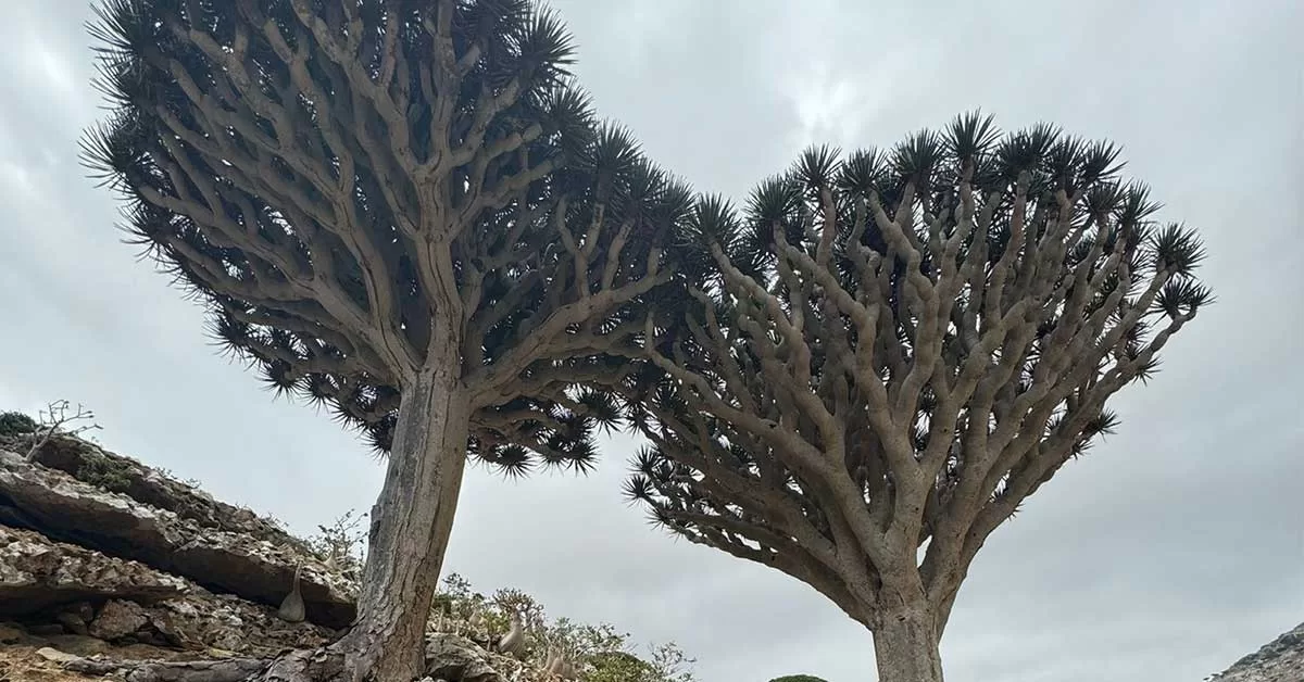 Dragon trees socotra